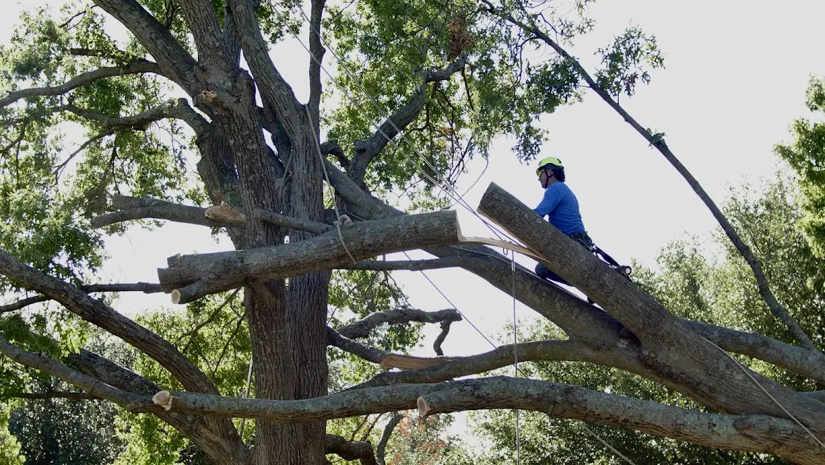 Professional Crown Thinning performed by certified arborists in Bowmansville